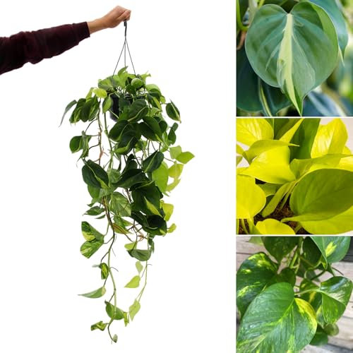 Carbeth Plants - Real Indoor Scindapsus Pothos Hanging Plant Epipremnum Pinatum Tricolore in 15cm Pot - Low Maintenance Trailing Houseplant Mix - Easy to Care for Ideal for Home or Office