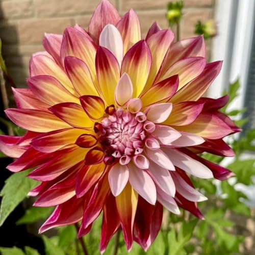 Bellissimo Dalia bulbi,Piante perenni,Dalia pianta vera,resistenti al freddo,Tagliare,Facile da curare, Giardino da balcone(non artificiali)-4 bulbi-A