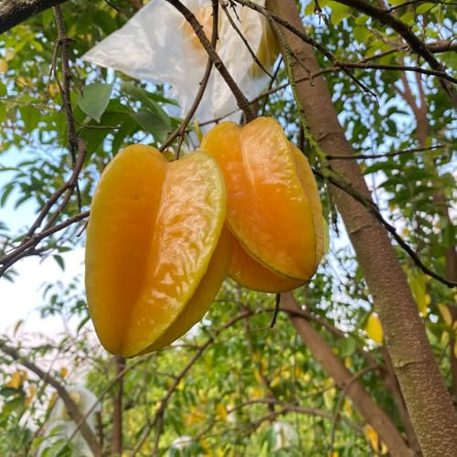 carambola biologica di balcone resistente di interni balcone serra nano riverdimento tetti semi giardino 400pcs