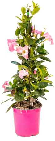 Bonplants Dipladenia, Pianta Fiorita Rampicante da Esterno, Sempreverde (Rosa, Vaso 17 cm, h 70 cm)
