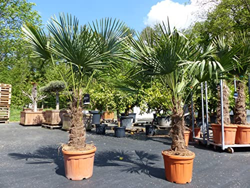 gruenwaren jakubik 2 Stück im Palmenset Trachycarpus fortunei dicke Stämme 200 cm Hanfpalme, winterharte Palme bis -18°C