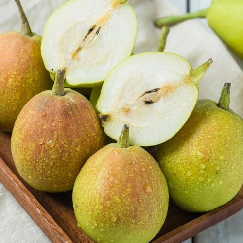 semillas de peral, variedades antiguas semillas de resistentes para el jardín organicas 15pcs