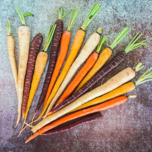 semi di carota precoci, per esterno letto rialzato interno davanzale serra resistenti 1000pcs
