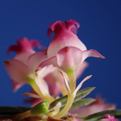 Heidekraut, stauden winterhart mehrjährig sträucher garten balkongewächshäuser exotische blühende sträucher winterhart büropflanzen balkonpflanzen blumensamen dekopflanzen 50Samen