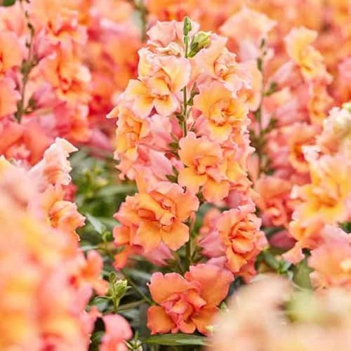 Eden Brothers Snapdragon Seeds - Twinny Bronze Shades F1
