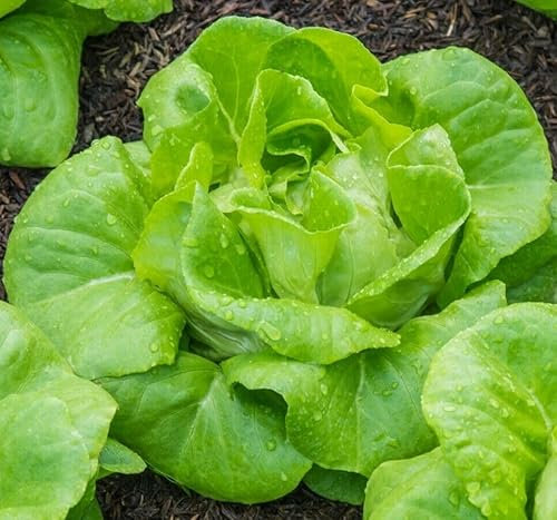 Buy4seeds 8500 Seeds Lettuce All Year Round Useful for Garden and Outdoor