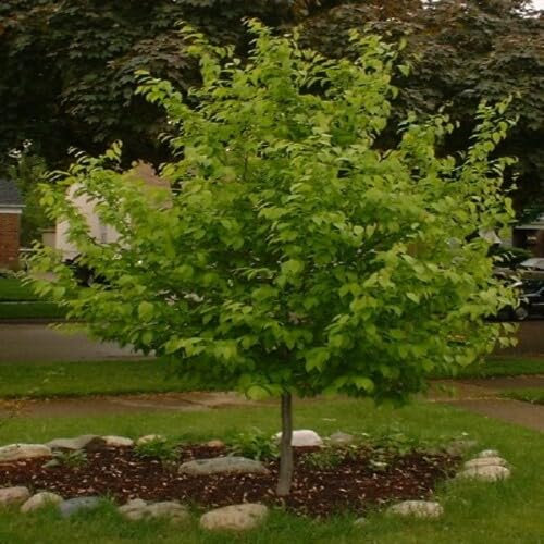 New Fresh 20pcs Green Hornbeam Tree Seeds
