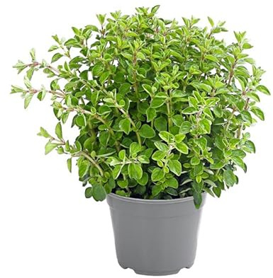 Planta Natural Orégano Arbusto de Exterior con Múltiples Propiedades