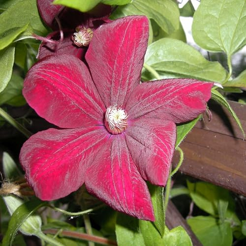 Pianta vera di Clematis Rouge Cardinal - Diametro Vaso Ø 14 cm