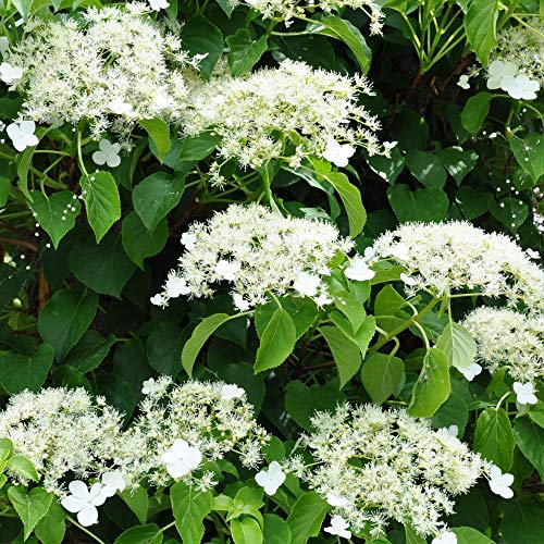 Hydrangea Petiolaris (Climbing Hydrangea) Plant Ideal for Walls and Fences, Hardy Shrubs in 9cm Pot x 1 by Thompson and Morgan