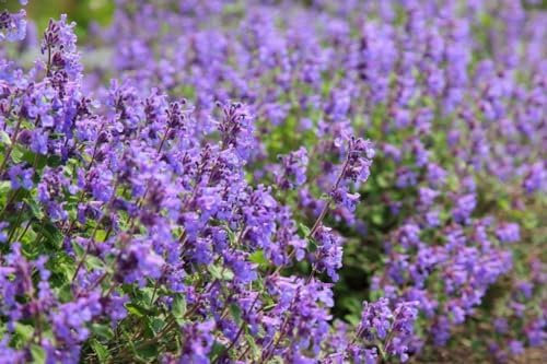 Catmint Catnip 300 Seeds + Plant tag + Freebie - Napeta Mussinii faassenii