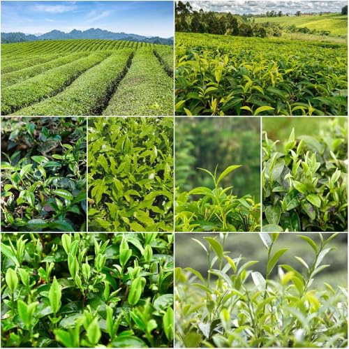 Grüner Tee bio - zimmerpflanze pflanztöpfe kräutersamen büropflanzen immergrüne winterhart topfpflanzen Teebaum pflanzensamen Grüner Tee balkonpflanzen winterhart 35samen