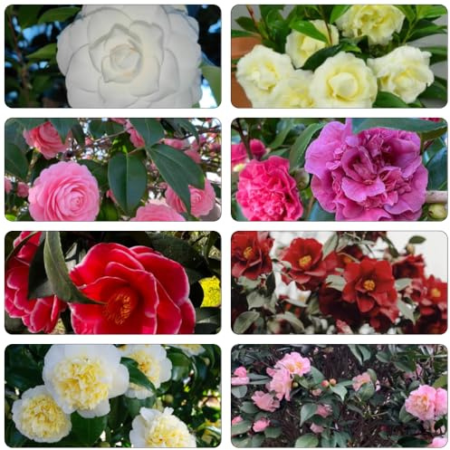 camelia resistente semi di semi di perenne ciondoli ufficio, resistenti, perenne giardino interno giardino balcone 60pcs