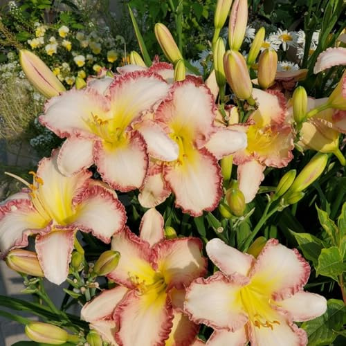 8PCS-J - Lirio de día para decoración de jardín y balcón