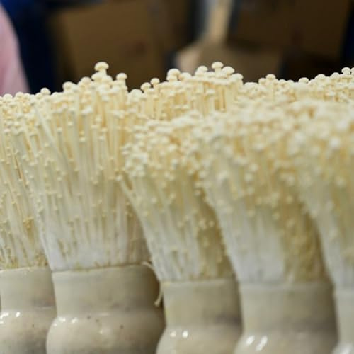 Semi di funghi Enoki, semi di per da balcone Semi freschi di Enoki, biologiche esotiche 300pcs