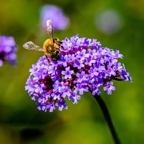 Eisenkraut, blumensamen bienenfreundlich blumensamen geschenke für gartenliebhaber alte sorten für sonnige plätze seltene balkon 700Samen