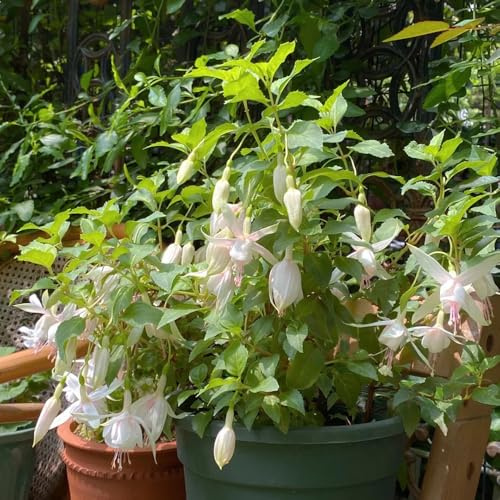 Fuchsiensamen blumenwiesensaat blumengarten schmetterlingsflieder sommerblumen bonsai topf balkonpflanzen frühling blumensamen kaufen wildblumen balkonblumen dachbegrünung Fuchsien 450samen
