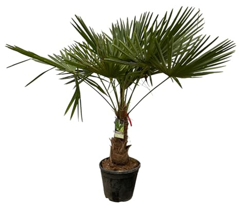Trendyplants - Trachycarpus Fortuneii - Höhe 190-210 cm - Winterharte - Chinesische Fächerpalme - Gartenpflanze - Topfgröße Ø40cm