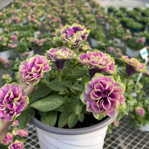 semillas de petunia - jardín rocas resistentes perennes silvestres 150pcs