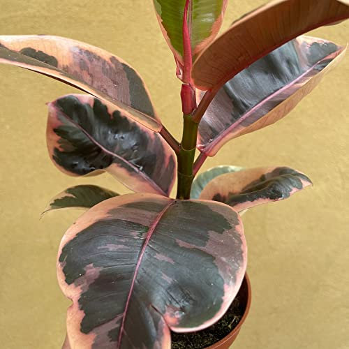Houseplant Ficus elastica 'Belize' Variegated Rubber Plant Tender Shrub Variegated Foliage Air Purifying Easy to Grow Your Own Indoor Jungle Foliage Plants 12cm Potted Plant by Thompson and Morgan