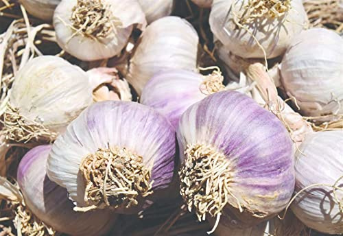 Knoblauchzehen Vallelado winterhart frisch für die neue Saison. Jetzt starten