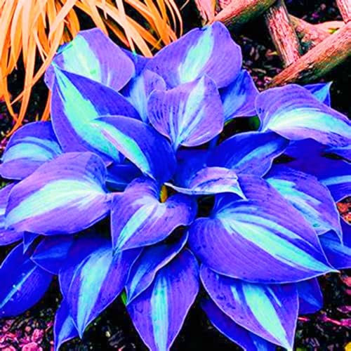Hostas Plants Garden Flowers Wedding Flowers-4Bulbs-b