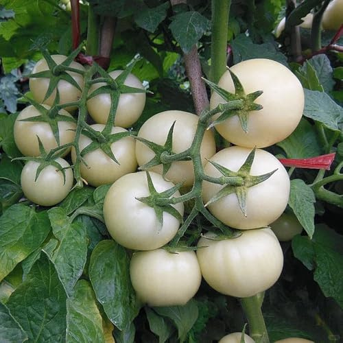 tomatensamen alte sorten - garten, bio balkon bodendecker winterhart 1000pcs