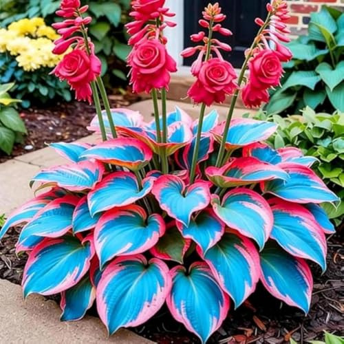 Einfach Zu Kultivierende Funkien-Schmetterling Hosta MehrjäHrig Winterhart-Schön Funkien-Rhizom lange Blütezeit-4 hostazwiebeln-f