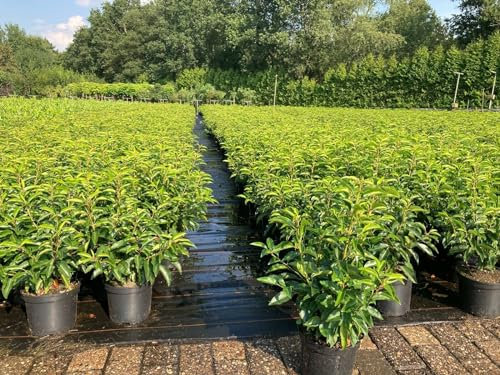 100st. Portugiesischer Kirschlorbeer 60-80cm XXL Buschig im 3L Topf Kirschlorbeer Prunus lusitanica 'Angustifolia' Lorbeer Gartenhecke Sichtschutz