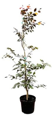 Blutbuche Fagus sylvatica Purpurea 150-175 cm Solitärbaum winterhart