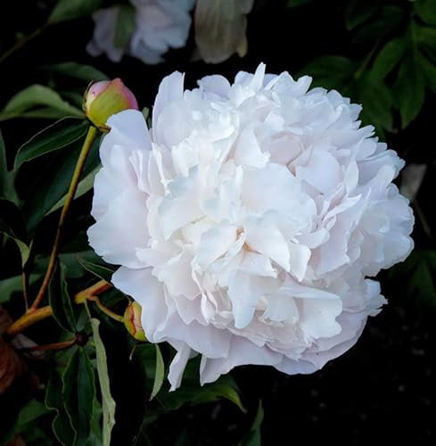 Edelpfingstrose Gardenia - Paeonia lactiflora - lebende Gartenpflanze aus den Baumschulen