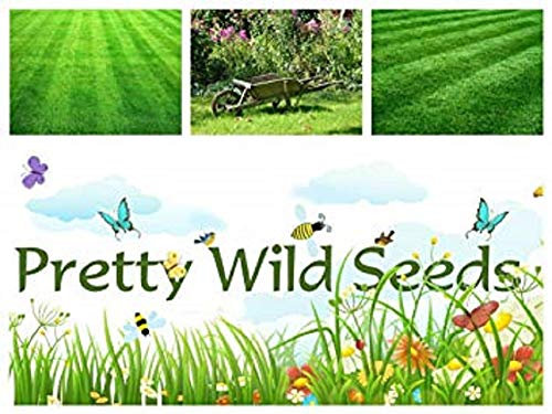 3 KG Slow Grow Growing Grass Seed Lazy Lawn Very Low Maintenance Less Cutting 3KG by PRETTY WILD SEEDS