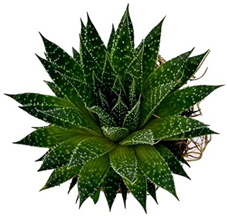Fat Plants San Diego Succulent Plant(s) Fully Rooted in 4 inch Planter Pots with Soil - Real Live Potted Succulents/Unique Indoor Cactus Decor (1, Aristata Aloe)