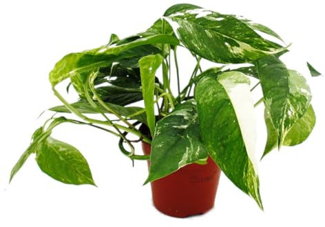 Exotenherz Weiß-bunte gemusterte Efeutute Epipremnum variegata Scindapsus 12cm Topf rankende Zimmerpflanze