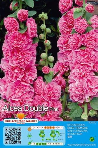 Stockrosenrhizome : Alcea - Stockrose  Schwarzrot  1 Rhizom