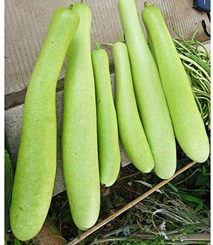 Seeds Calabash Long Gourd Lagenaria Serpantine Heirloom Vegetable for Planting Non GMO
