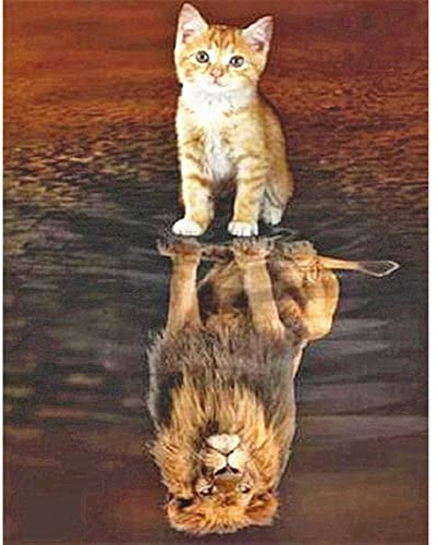 DCIDBEI Diamond Painting Quadratische Steine 40x50cm Quadratische Bohrer Katze Löwe 5D Malerei Tiere Diamant Malerei Katzen Spiegelbild Diamant Malerei Löwe Groß Erwachsene