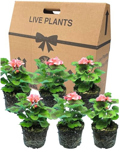 Geranium Plants Live for Planting - 6 Large 1L Pot Size Garden Ready, Well Rooted, Established Pot Bedding. Add Flower Colour to Containers, Baskets, Patio & Beds. Dolce Vita Emma Salmon Pink Flowers