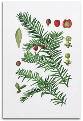HNPBB Botany Illustration Poster English Yew Poster Decorative Painting Canvas Wall Posters And Art Picture Print Modern Family Bedroom Decor Posters 12x18inch(30x45cm)