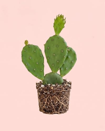 PUR PLANT Opuntia Humifusa Mini | Chumbera Rastrera | Cactus de Exterior e Interior Resistente al Frío | Maceta Ø6 cm