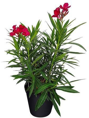 Adelfa Rosa Árbol Natural Decoración del Exterior del Hogar