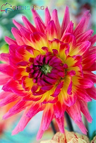 Yellow : 100Pcs/Lot Dinner Plate Rainbow Dahlia Seeds Chinese Peony Bonsai Flower Seeds Mixed Color Bonsai for Home Garden Plantting