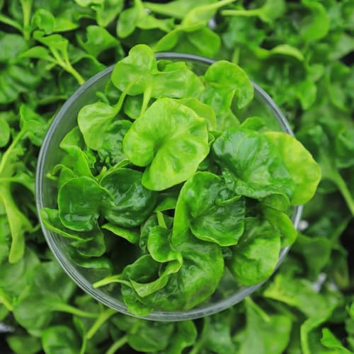 Semi di crescione - acquistare da orto invernale Nasturzio officinale - Semi di perenni semi di copertura del terreno resistenti balcone del giardino 200pcs