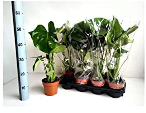 MondoPiante Monstera deliciosa - Vaso 12 litri - Terrario in Vetro - Ispirazione Tropicale