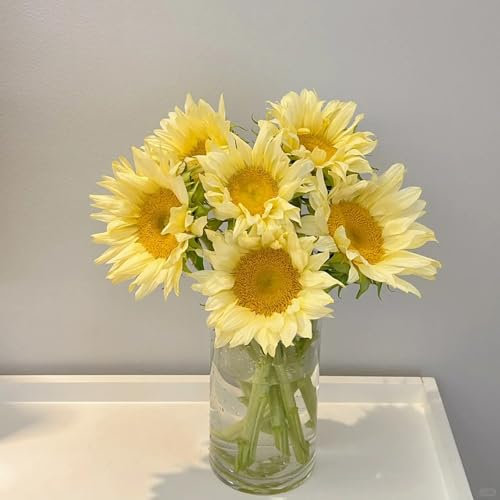 50 pcs Sonnenblumen samen wildblumen, winterharte stauden Helianthus annuus pflanztöpfe balkon hochbeet balkonpflanzen winterhart winterharte balkonpflanzen wildblumensamen, balkon