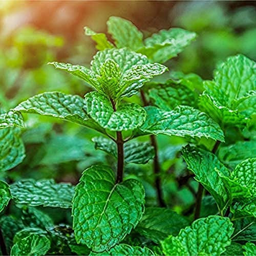 Herb Plants, Garden Mint Plant, 1 x Full Plant in a 9cm Pot, Mint Plants, Fresh Herbs in Pots, Garden Ready, Premium Quality Herbs