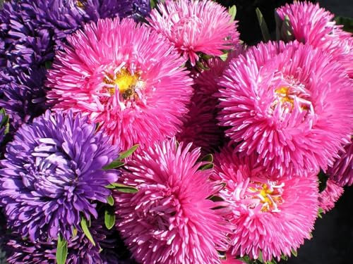 1000 Piece Jigsaw Puzzle for Adults & for Kids Age 12 and Up-Asters, Fleurs, Bouquet 70x50cm