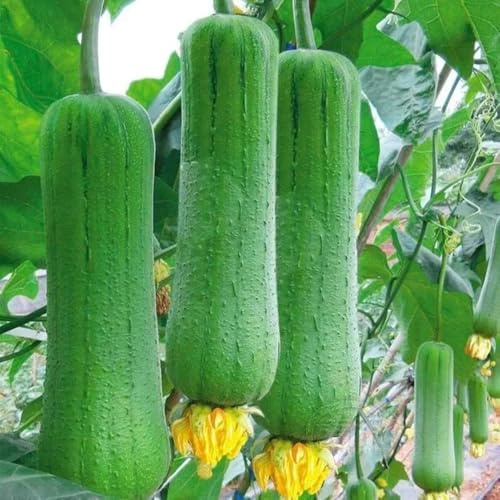 pepino esponjoso de semillas luffa, balcón siembra Balcón bancal elevado variedades antiguas 10pcs