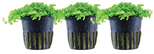 AquaOne Aquarium Pflanze 3 Stück Micranthemum tweediei 'Monte Carlo' I Wasserpflanze Aquariumpflanze Bodendecker voll durchwurzelt einfach pflegeleicht Aquascaping Dekoration