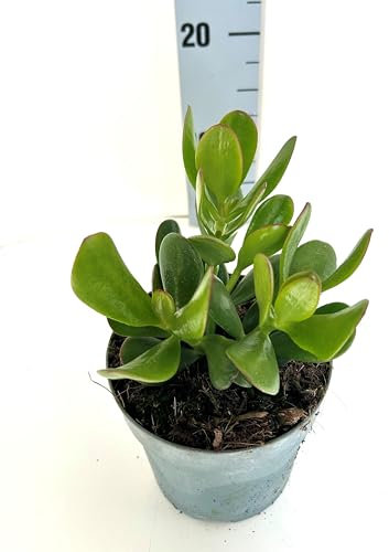 Echeveria Crassula Ovata - Piante Grasse vere da interno ed esterno, Piante Succulente vera da esterno e interno, grandi. In vaso 13